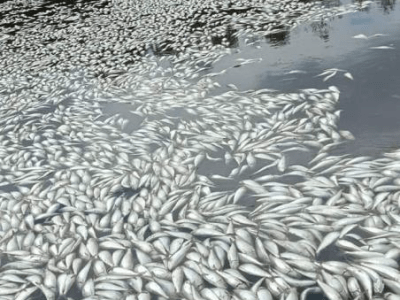 Freeport didesak perbarui dan sesuaikan&nbsp;AMDAL