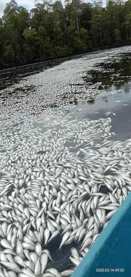 Freeport didesak perbarui dan sesuaikan&nbsp;AMDAL